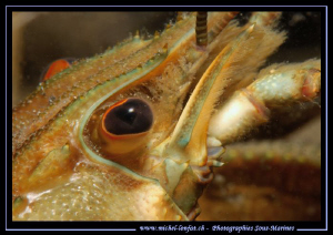 The details of the face of a Noble crayfish... by Michel Lonfat 